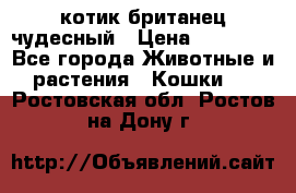 котик британец чудесный › Цена ­ 12 000 - Все города Животные и растения » Кошки   . Ростовская обл.,Ростов-на-Дону г.